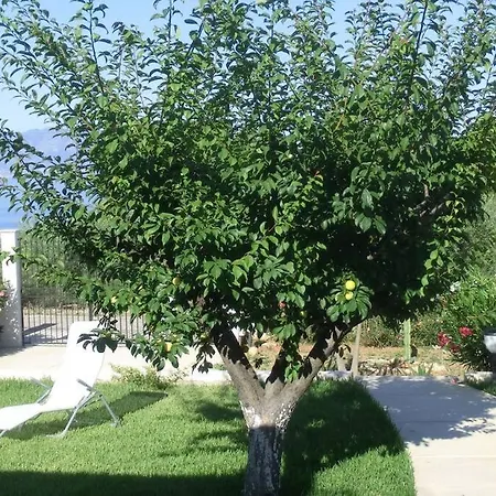Susino Terrasini